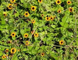 Image result for Sanvitalia procumbens
