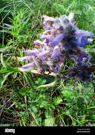 Attēlu rezultāti vaicājumam “Orobanche coerulescens flower”