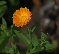 Attēlu rezultāti vaicājumam “Calendula officinalis”