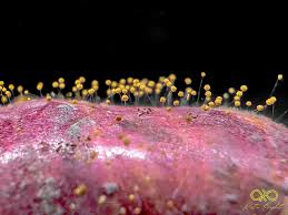 Attēlu rezultāti vaicājumam “Mucronella calva”