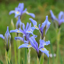 Image result for Iris