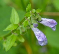 Attēlu rezultāti vaicājumam “Scutellaria galericulata leaf”