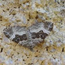 Attēlu rezultāti vaicājumam “Euphyia unangulata”