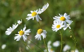 Image result for Matricaria recutita (chamomilla)