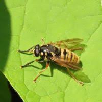 Attēlu rezultāti vaicājumam “Temnostoma vespiforme”