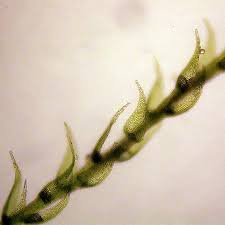 Attēlu rezultāti vaicājumam “Platydictya jungermannioides”