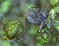 Attēlu rezultāti vaicājumam “Frullania tamarisci macro”