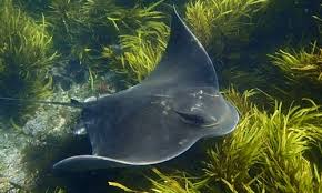 Image result for Myliobatis freminvillei