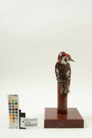 Attēlu rezultāti vaicājumam “Dendrocopos medius”