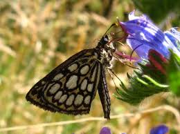 Attēlu rezultāti vaicājumam “Heteropterus morpheus underside”