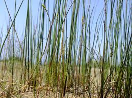 Attēlu rezultāti vaicājumam “Juncaginaceae”