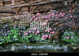 Attēlu rezultāti vaicājumam “Lycogala roseosporum”