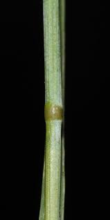 Attēlu rezultāti vaicājumam “Stemonitopsis aequalis (var. aequalis)”