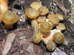 Attēlu rezultāti vaicājumam “Armillaria mellea”