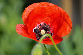 Image result for Mohn