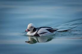 Attēlu rezultāti vaicājumam “Clangula hyemalis”