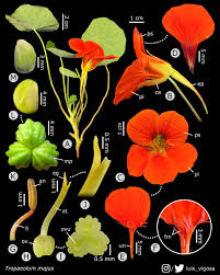 Attēlu rezultāti vaicājumam “Tropaeolaceae”