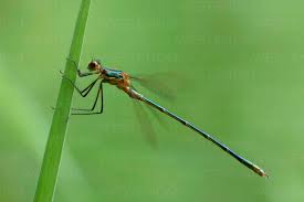 Attēlu rezultāti vaicājumam “Lestes sponsa”