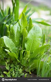 Attēlu rezultāti vaicājumam “Armoracia rusticana leaf”