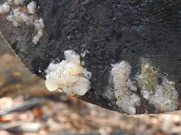 Attēlu rezultāti vaicājumam “Myxarium nucleatum”