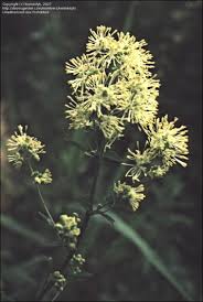 Attēlu rezultāti vaicājumam “Thalictrum flavum bud”