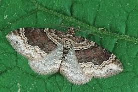 Attēlu rezultāti vaicājumam “Xanthorhoe ferrugata”