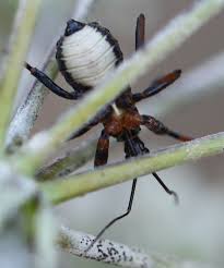 Attēlu rezultāti vaicājumam “Rhynocoris annulatus nymph”