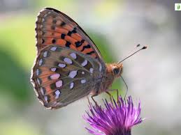 Attēlu rezultāti vaicājumam “Argynnis aglaja upperside”
