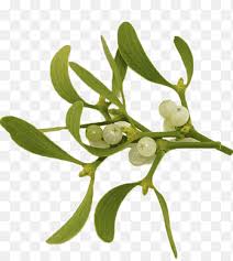 Attēlu rezultāti vaicājumam “Viscum album leaf”