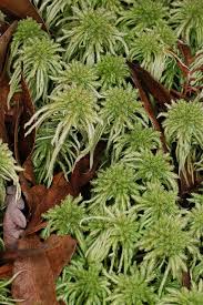 Attēlu rezultāti vaicājumam “Sphagnum palustre”