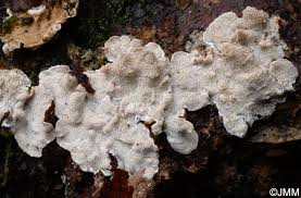 Attēlu rezultāti vaicājumam “Skeletocutis carneogrisea”