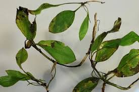 Attēlu rezultāti vaicājumam “Potamogeton gramineus”