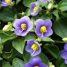 Image result for Exacum affine