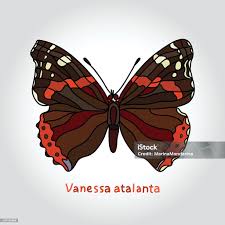 Attēlu rezultāti vaicājumam “Vanessa atalanta”