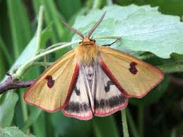 Attēlu rezultāti vaicājumam “Diacrisia sannio male”