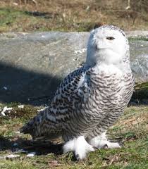 Image result for Bubo scandiacus