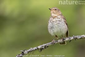 Image result for Catharus ustulatus