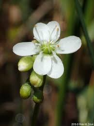 Attēlu rezultāti vaicājumam “Drosera anglica fruit”