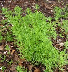 Image result for Galium aparine