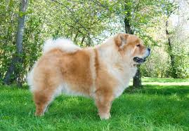 Znalezione obrazy dla zapytania chow