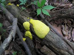 Attēlu rezultāti vaicājumam “Fuligo leviderma spores”