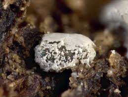 Attēlu rezultāti vaicājumam “Didymium crustaceum macro”