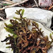 Attēlu rezultāti vaicājumam “Pseudocalliergon turgescens”