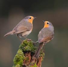 Image result for Erithacus rubecula