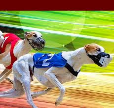 Image result for Reading Greyhound Track