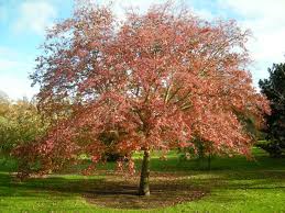 Attēlu rezultāti vaicājumam “Sorbus alnifolia”