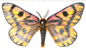 Attēlu rezultāti vaicājumam “Saturniidae”