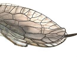 Attēlu rezultāti vaicājumam “Raphidioptera imago”