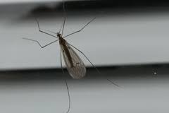 Attēlu rezultāti vaicājumam “Trichocera regelationis”