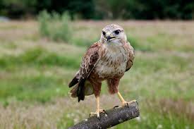 Attēlu rezultāti vaicājumam “Buteo buteo adult”